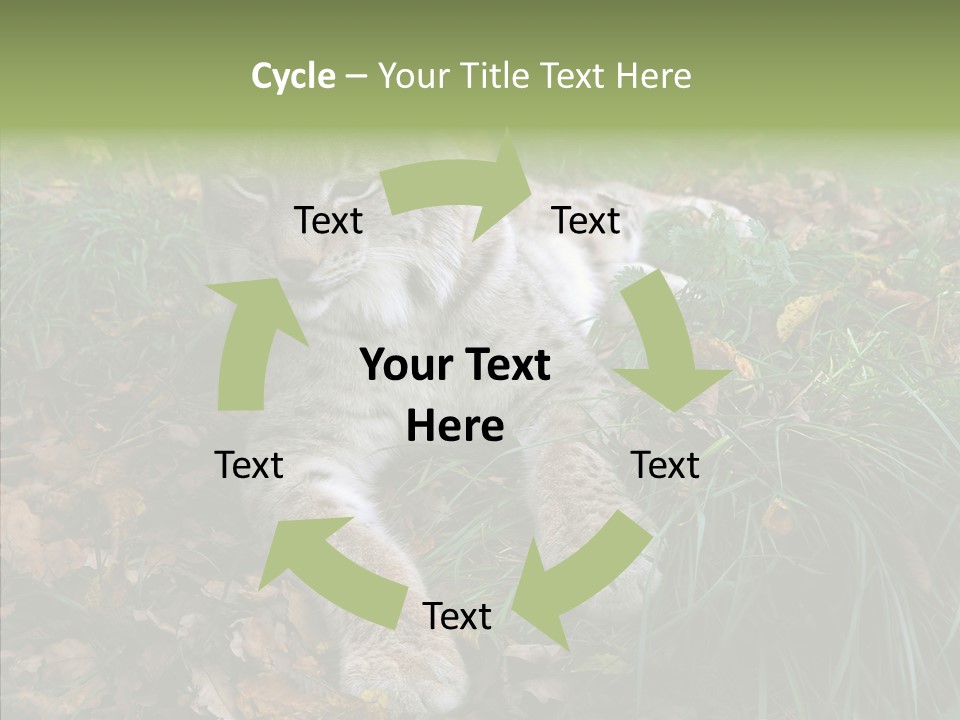 Nature Coat Bobcat PowerPoint Template