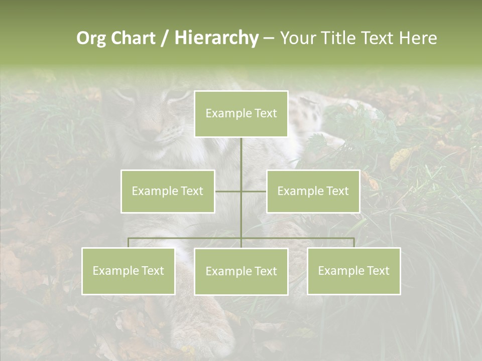 Nature Coat Bobcat PowerPoint Template