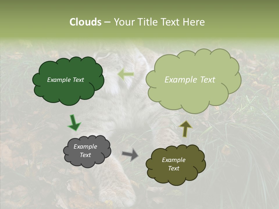 Nature Coat Bobcat PowerPoint Template