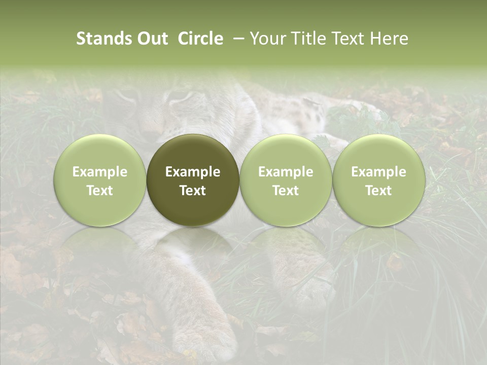 Nature Coat Bobcat PowerPoint Template