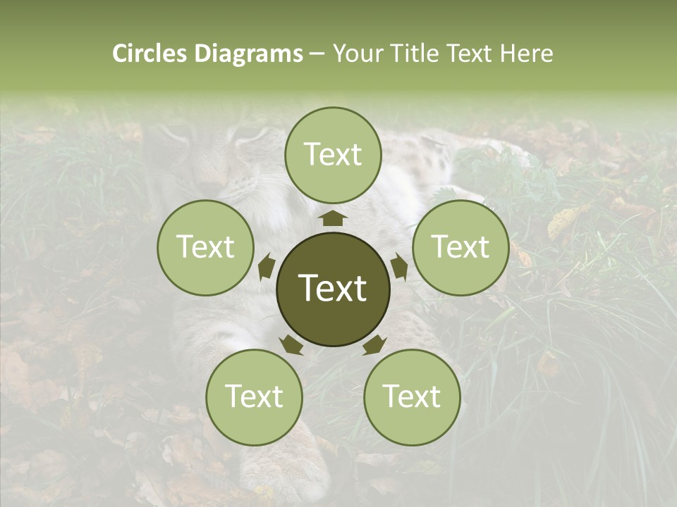 Nature Coat Bobcat PowerPoint Template