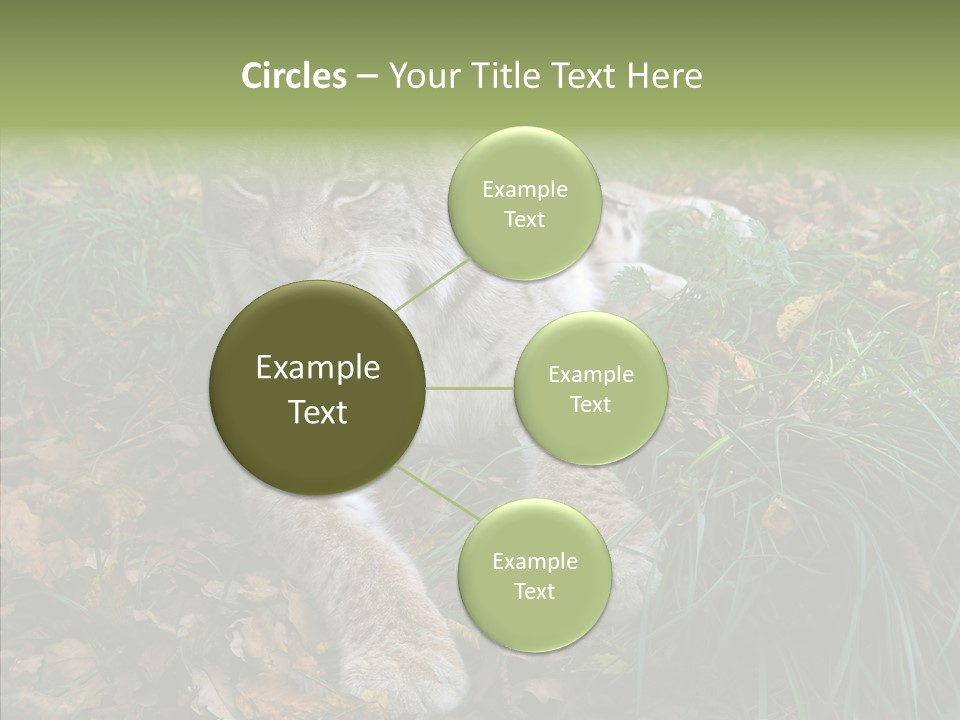 Nature Coat Bobcat PowerPoint Template