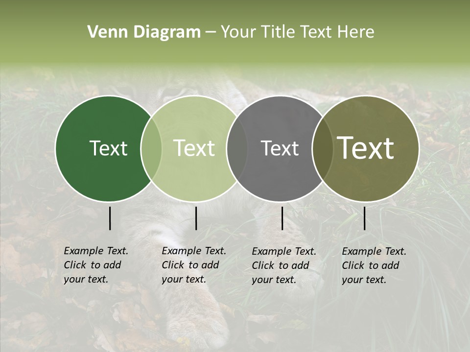 Nature Coat Bobcat PowerPoint Template