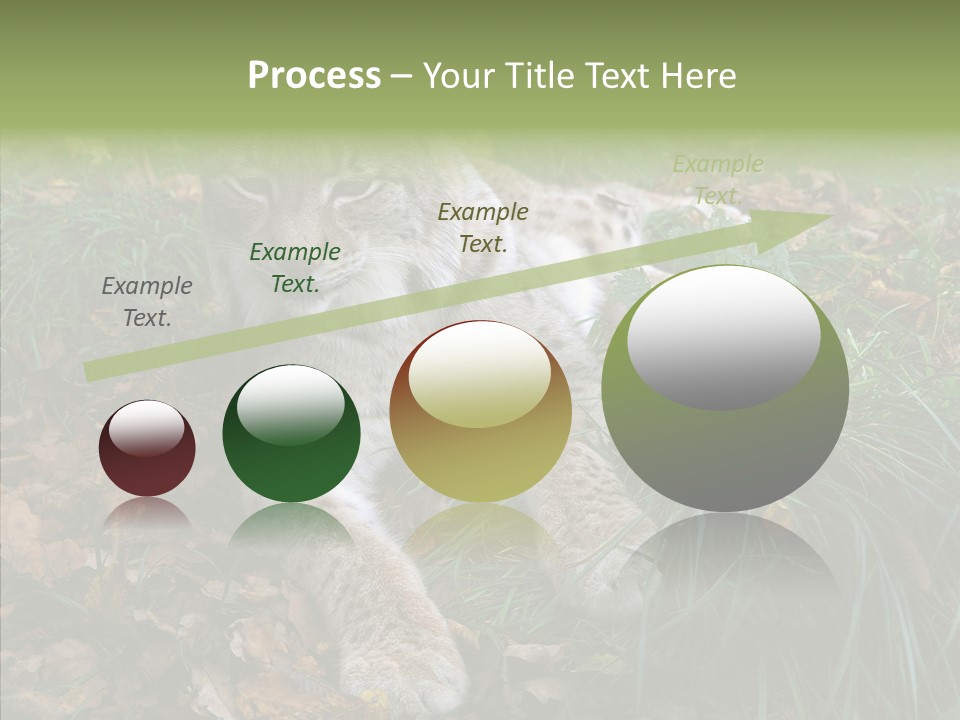 Nature Coat Bobcat PowerPoint Template