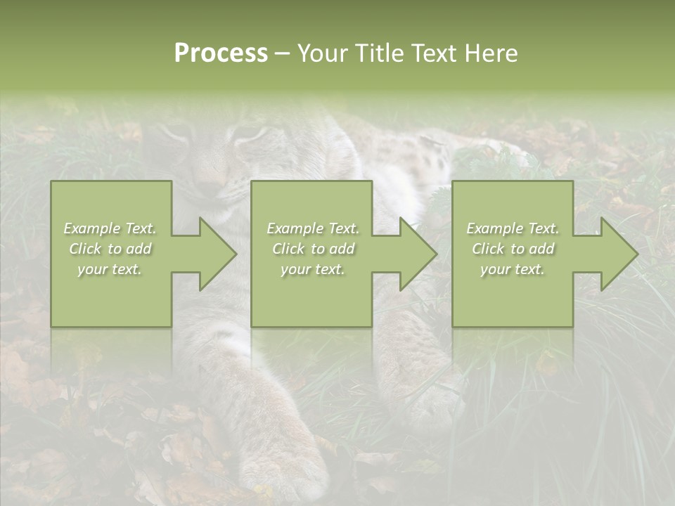 Nature Coat Bobcat PowerPoint Template