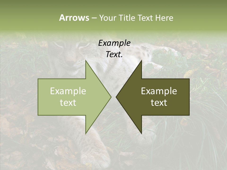 Nature Coat Bobcat PowerPoint Template