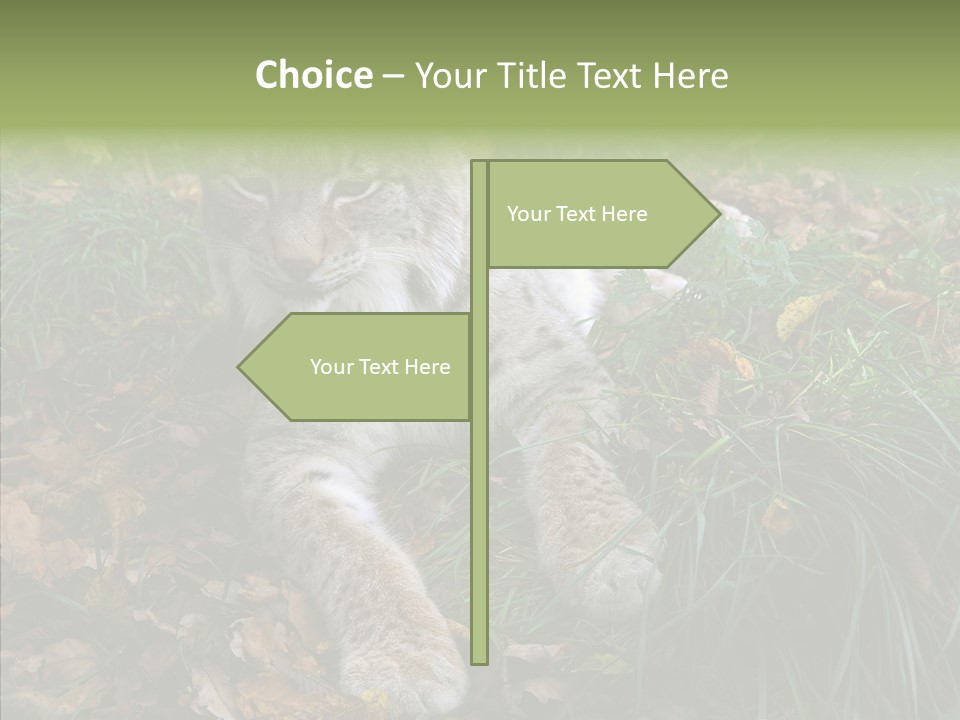 Nature Coat Bobcat PowerPoint Template