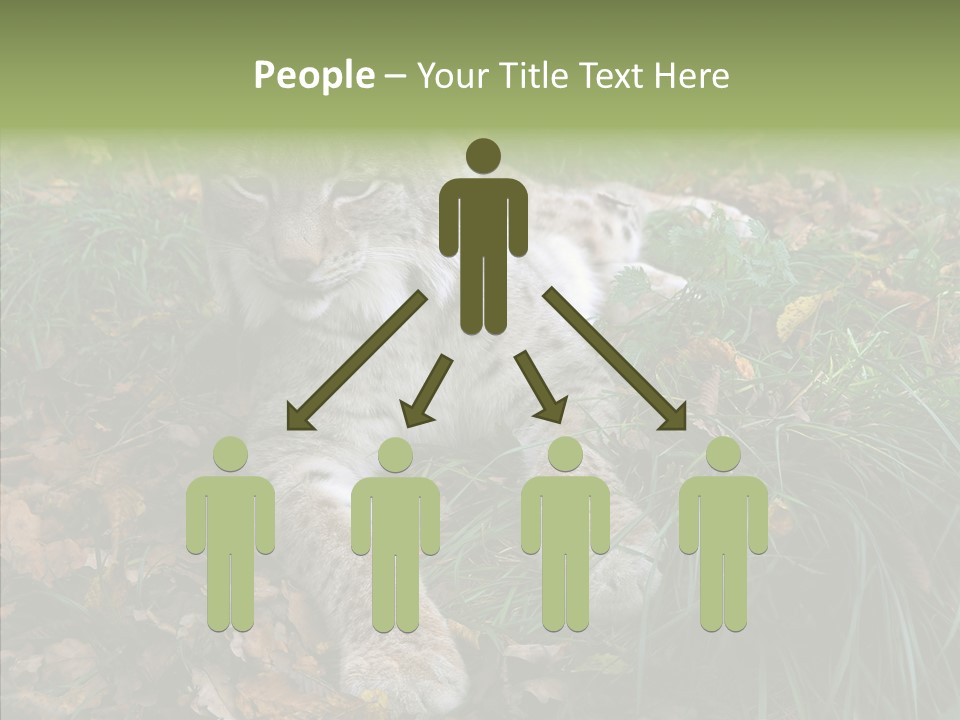 Nature Coat Bobcat PowerPoint Template