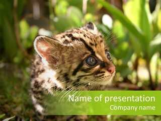 Cute Mammal Manigordo PowerPoint Template