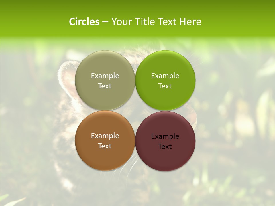 Cute Mammal Manigordo PowerPoint Template