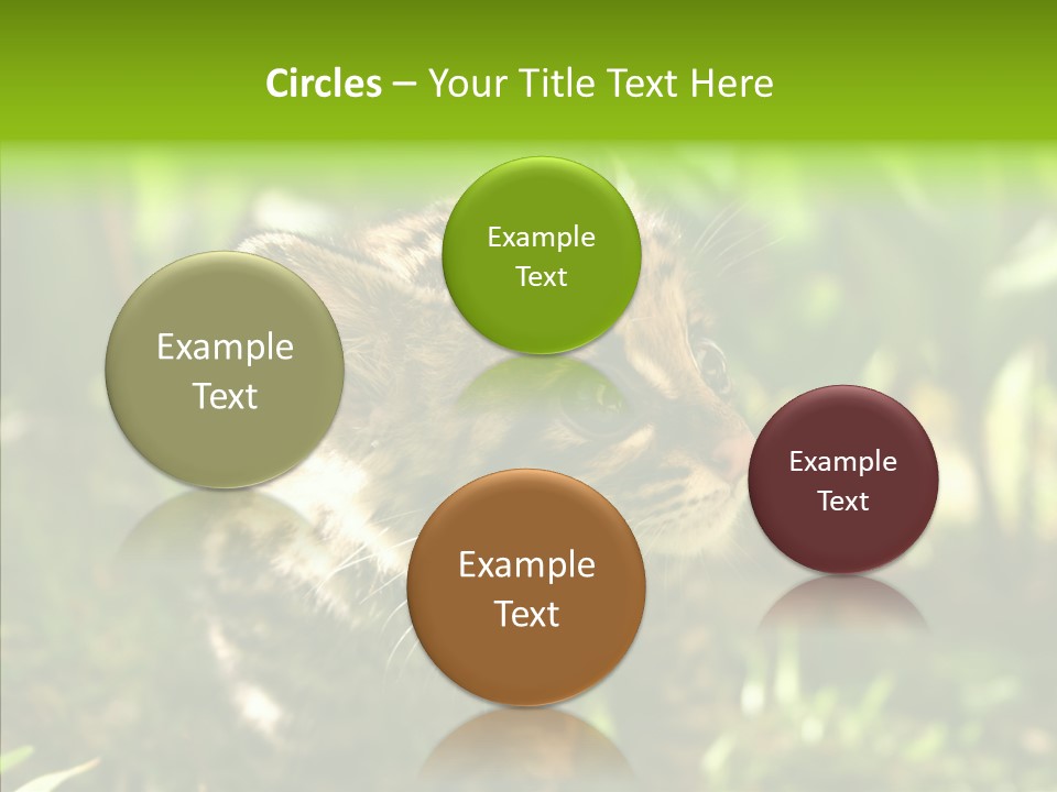 Cute Mammal Manigordo PowerPoint Template