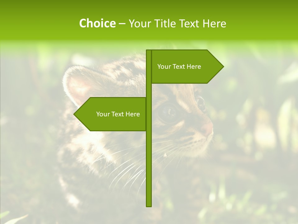 Cute Mammal Manigordo PowerPoint Template