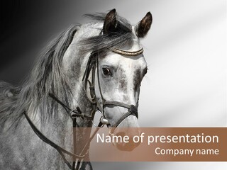 Stallion Active Horse PowerPoint Template