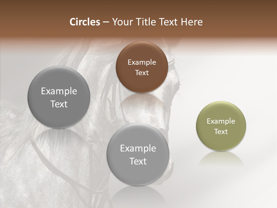 Stallion Active Horse PowerPoint Template