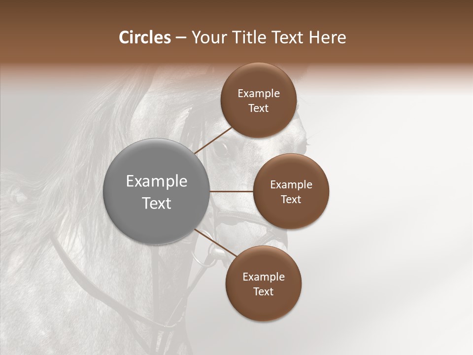 Stallion Active Horse PowerPoint Template