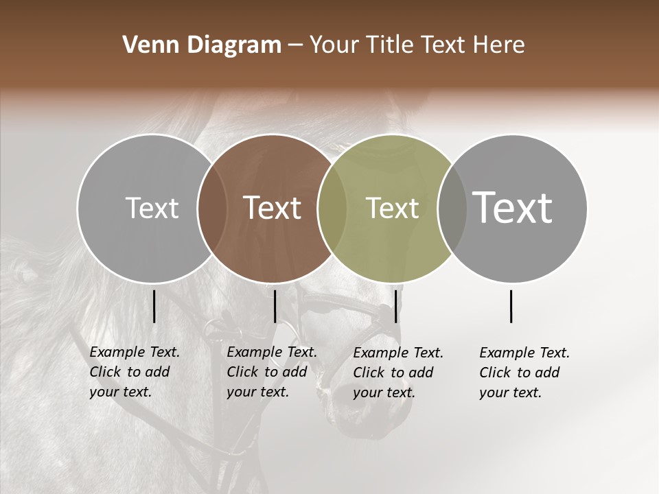 Stallion Active Horse PowerPoint Template