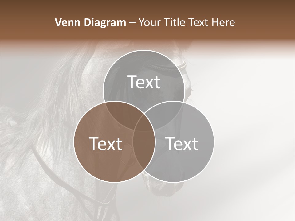 Stallion Active Horse PowerPoint Template