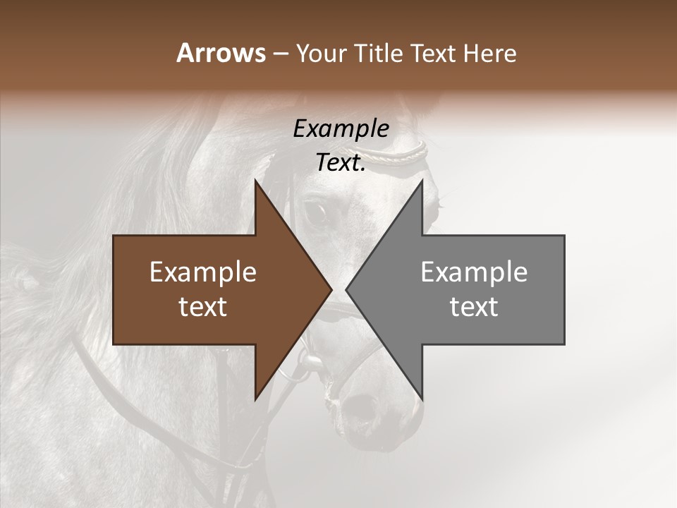 Stallion Active Horse PowerPoint Template