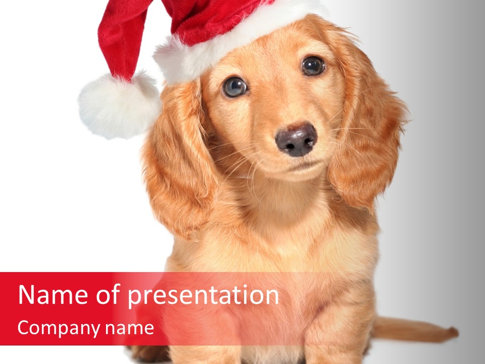 Obedient Domestic Sitting PowerPoint Template