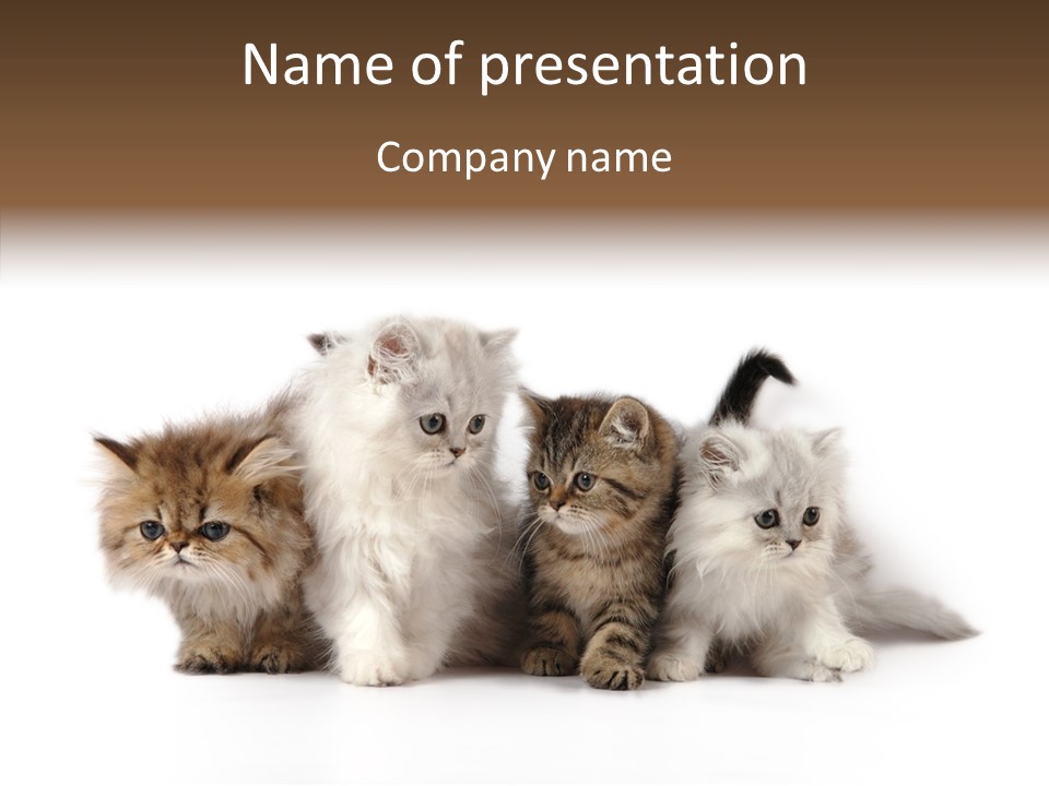 Black Cat Puss PowerPoint Template