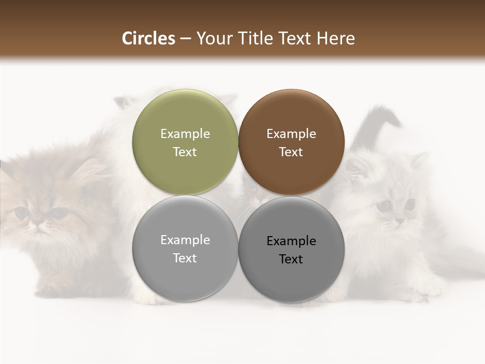 Black Cat Puss PowerPoint Template