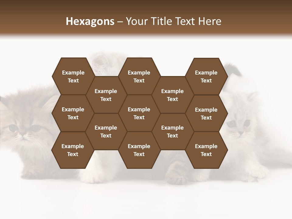 Black Cat Puss PowerPoint Template