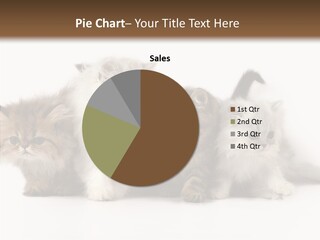 Black Cat Puss PowerPoint Template