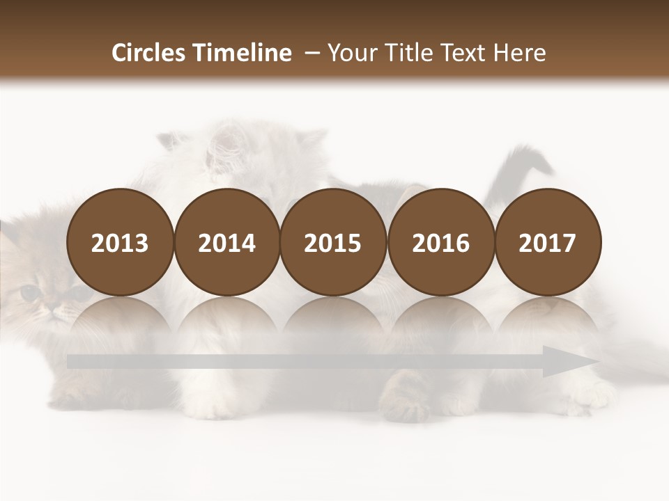 Black Cat Puss PowerPoint Template