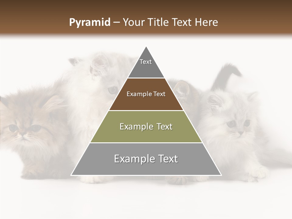 Black Cat Puss PowerPoint Template