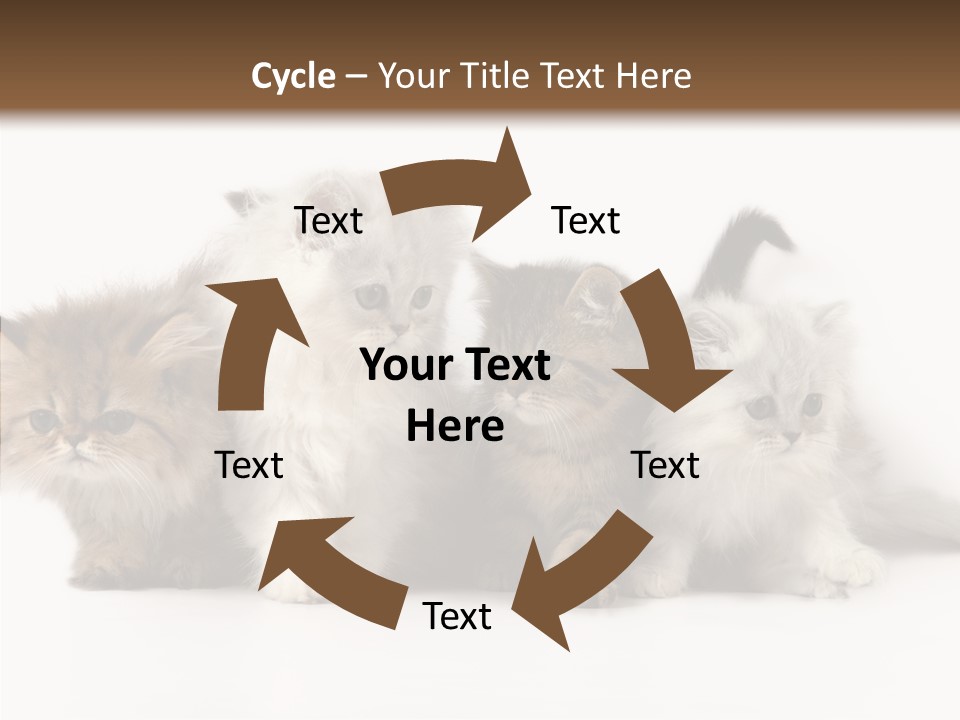 Black Cat Puss PowerPoint Template