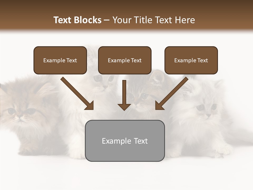 Black Cat Puss PowerPoint Template