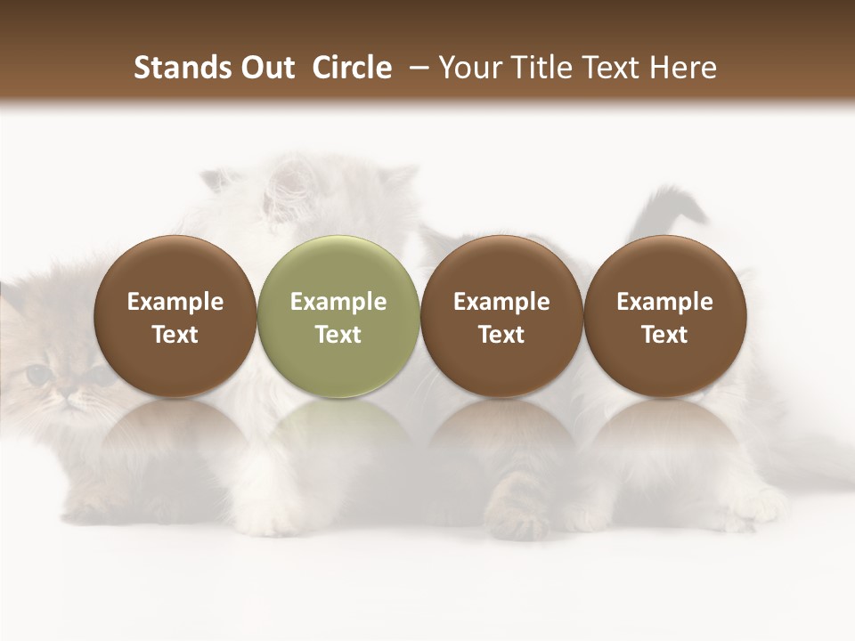 Black Cat Puss PowerPoint Template