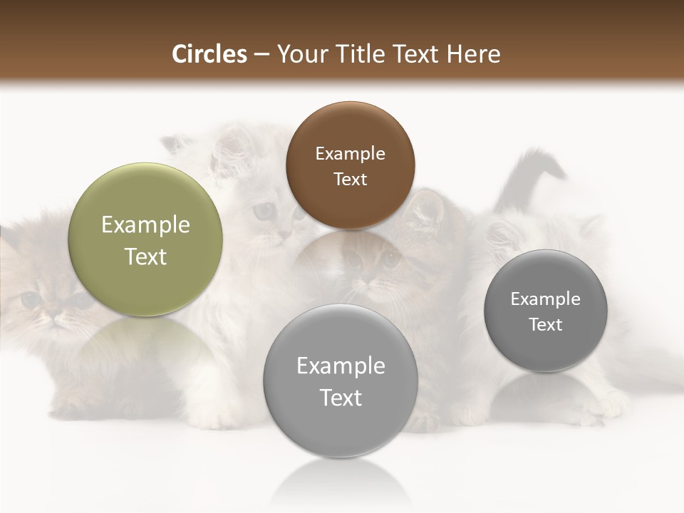 Black Cat Puss PowerPoint Template