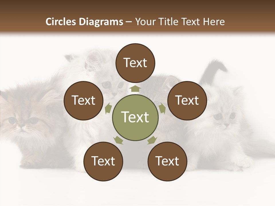 Black Cat Puss PowerPoint Template