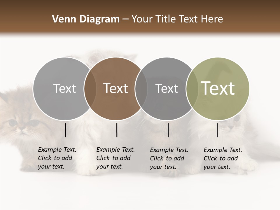 Black Cat Puss PowerPoint Template