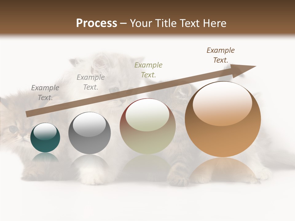 Black Cat Puss PowerPoint Template