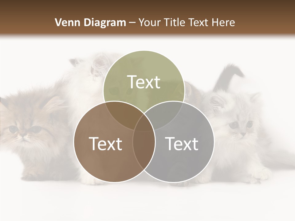 Black Cat Puss PowerPoint Template