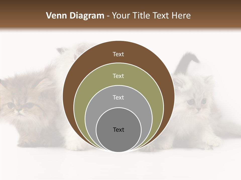 Black Cat Puss PowerPoint Template