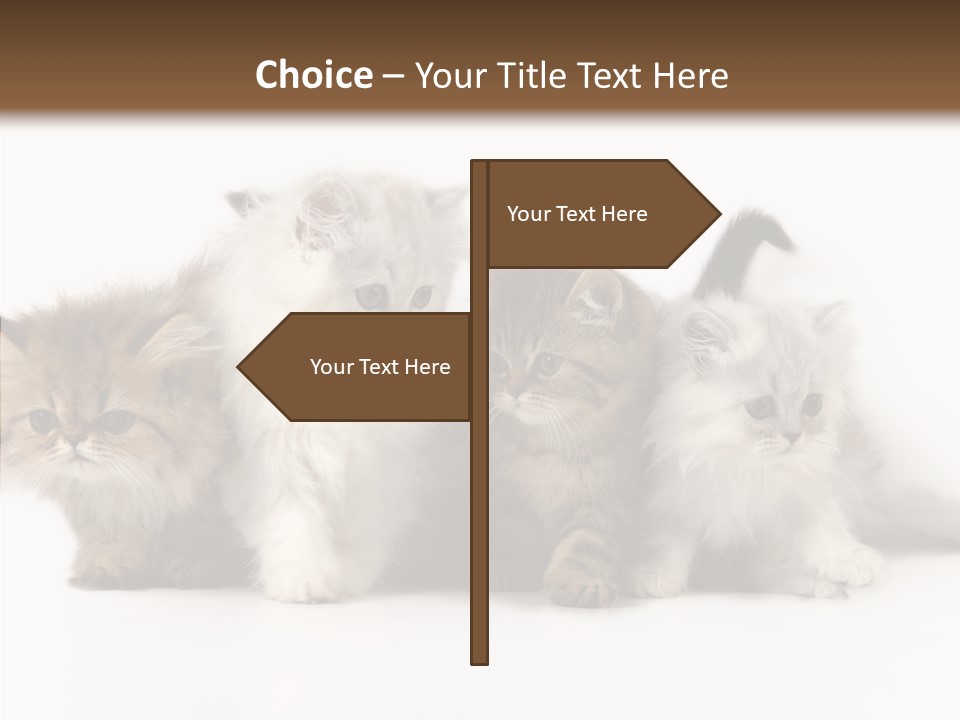 Black Cat Puss PowerPoint Template