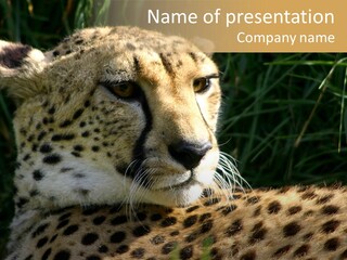 Fauna Animal Animales PowerPoint Template