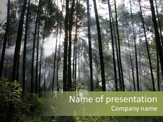 Landscape Shinning Wilderness PowerPoint Template