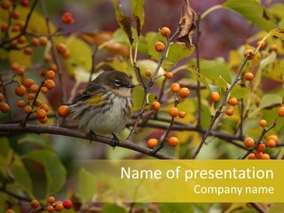 Bird Leaves Nature PowerPoint Template