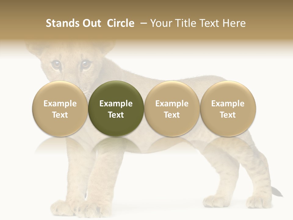 Tail Whisker Shot PowerPoint Template