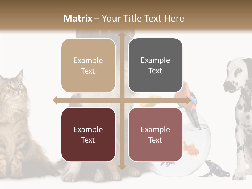 Animal Domestic Animal Fish PowerPoint Template