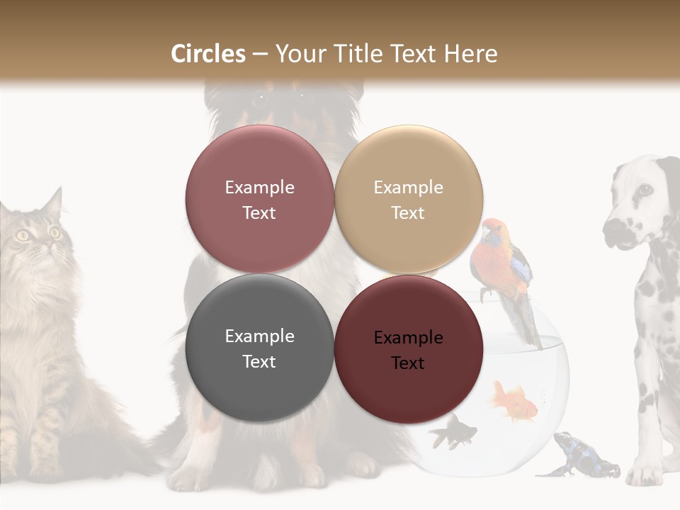 Animal Domestic Animal Fish PowerPoint Template