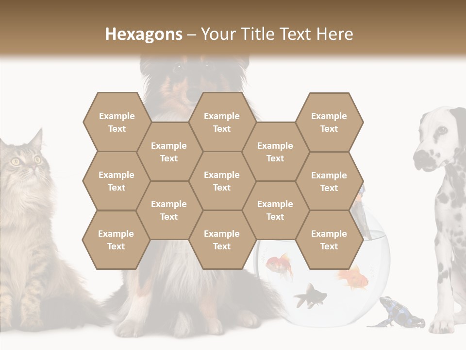 Animal Domestic Animal Fish PowerPoint Template