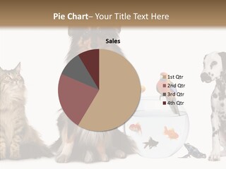 Animal Domestic Animal Fish PowerPoint Template