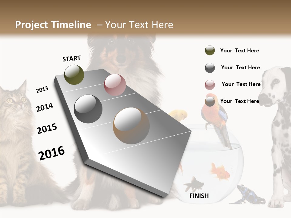 Animal Domestic Animal Fish PowerPoint Template
