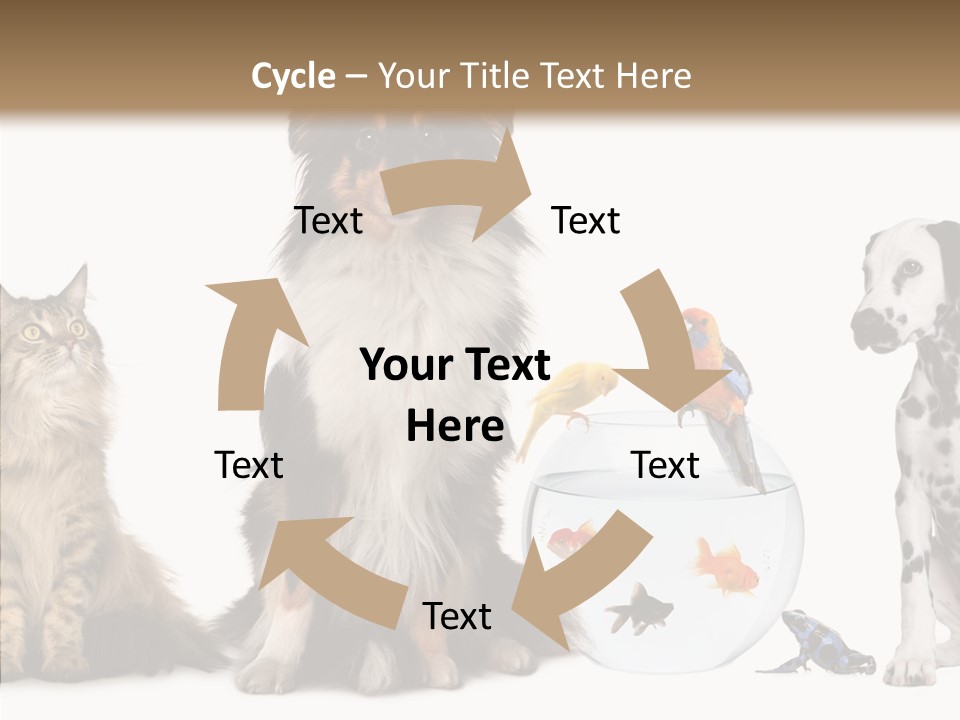 Animal Domestic Animal Fish PowerPoint Template