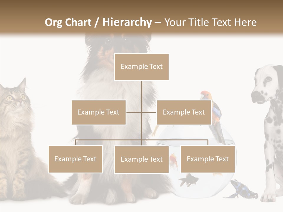 Animal Domestic Animal Fish PowerPoint Template